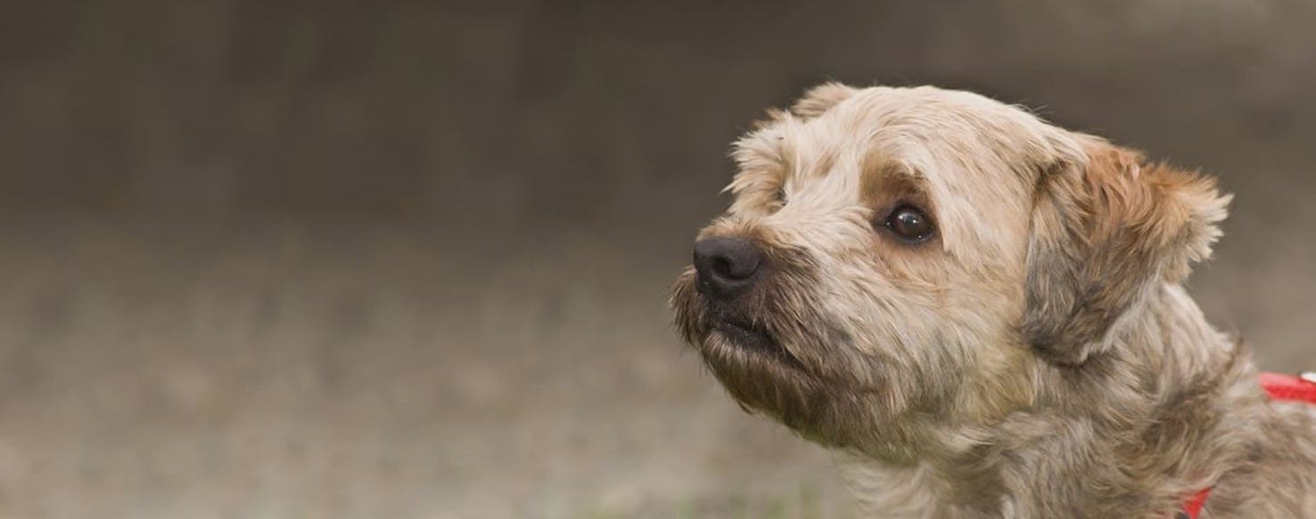 Cocker spaniel hot sale terrier mix